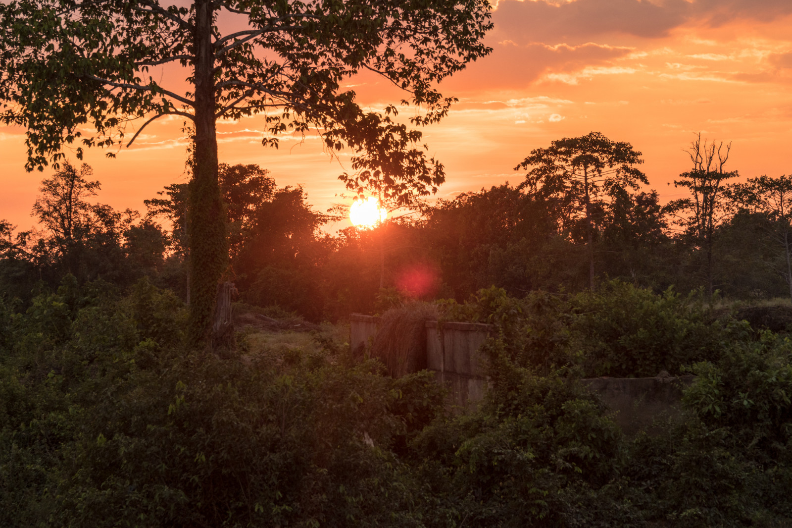 Cambodia photo tours jungle photography sunset